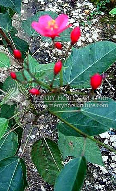 Jatropha (Big Leaf)